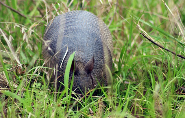 armadillo2