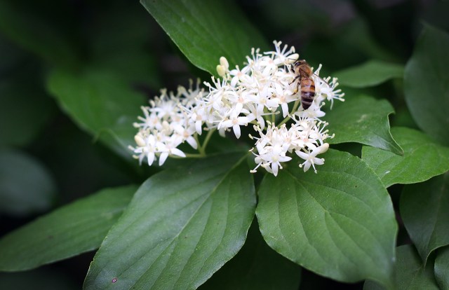 beeandroughleafdogwood